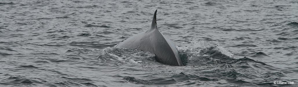 A baleia-de-bryde curva fortemente a parte posterior do corpo antes de um mergulho profundo. 