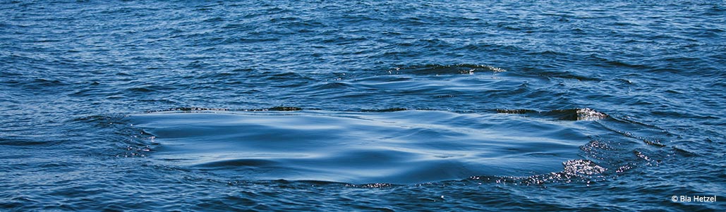 Deixa atrás de si rastros provocados pela subida da água do movimento da poderosa nadadeira caudal perfeitamente arredondados e lisos na superfície do mar, popularmente chamados de “restolho”, “pegada” ou “liseira”.