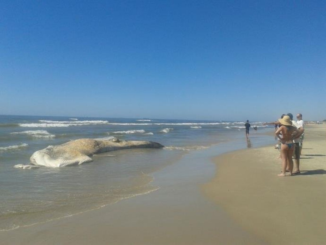 Imagem Brydes do Brasil