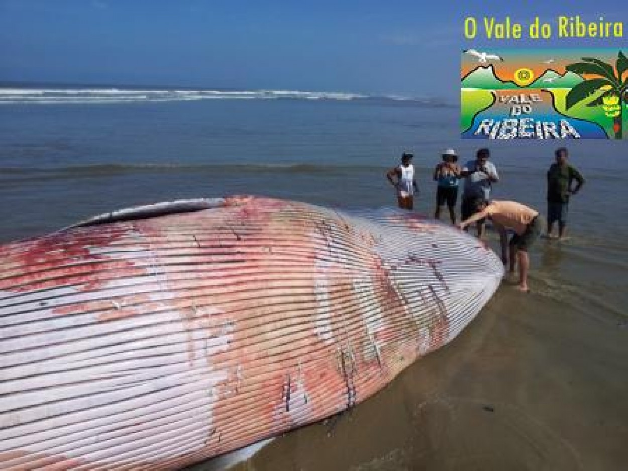 Imagem Brydes do Brasil