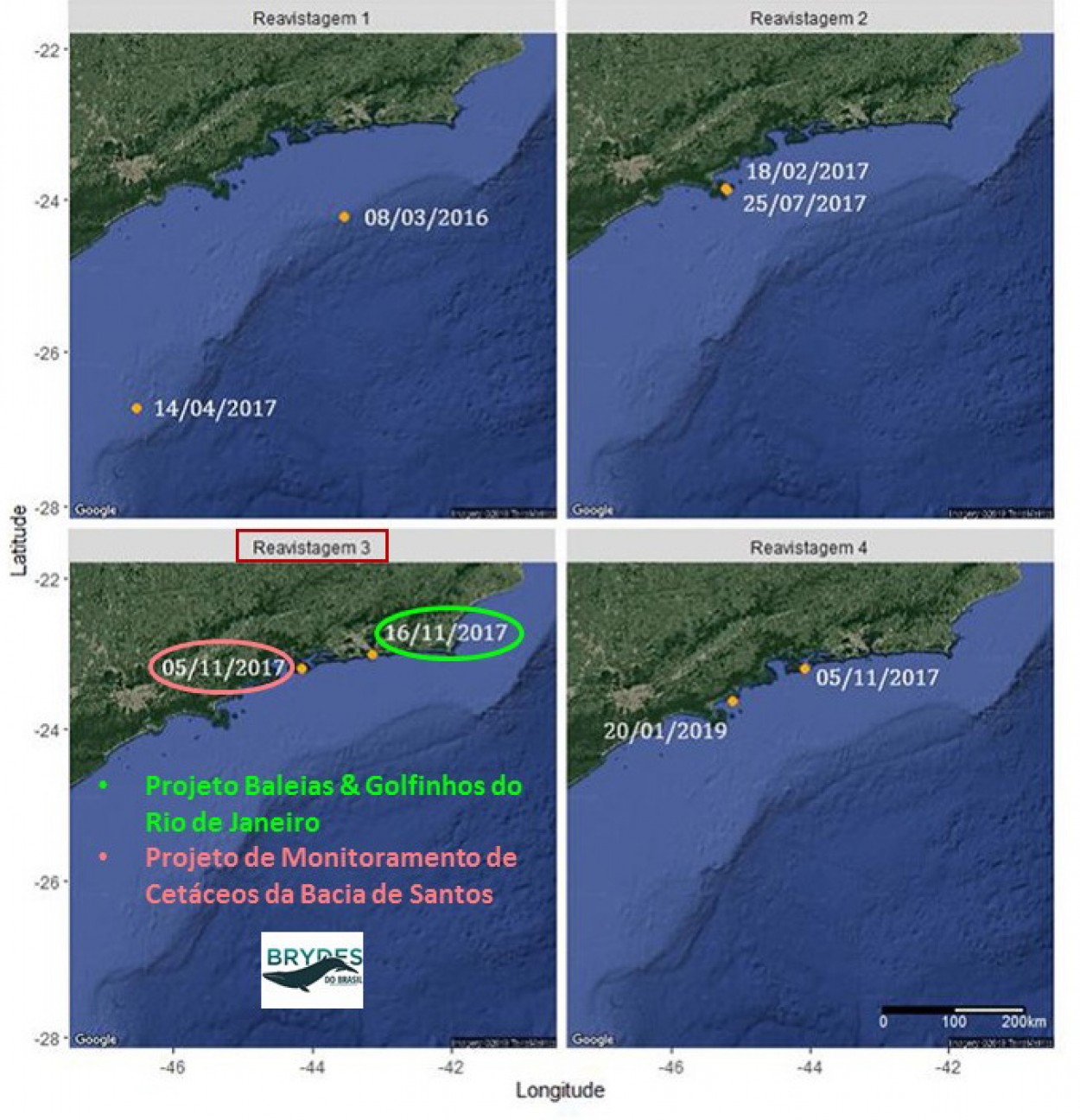 Imagem Brydes do Brasil