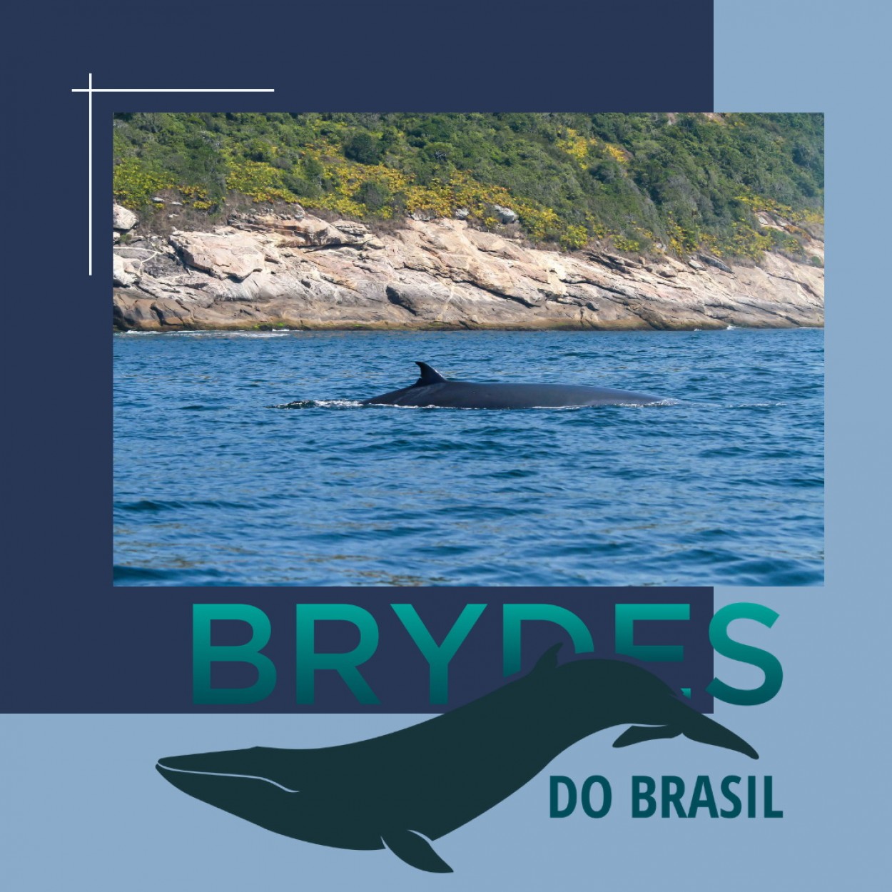 Imagem Brydes do Brasil